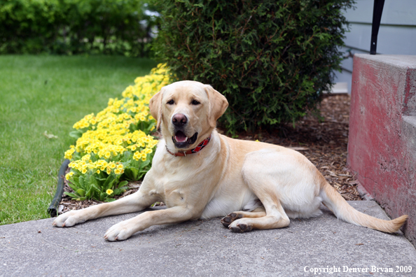 Yellow Labrador Retriever by flowers