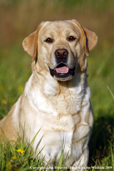 Yellow Labrador Retriever in field