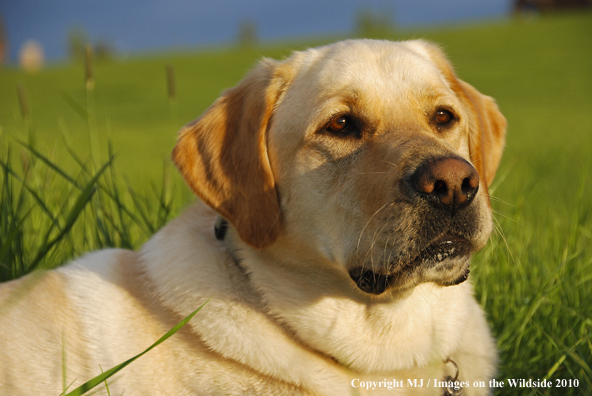 Yellow Labrador Retriever
