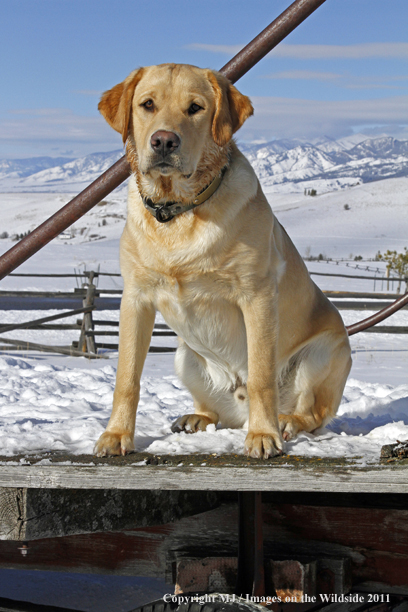 Yellow Labrador Retriever 