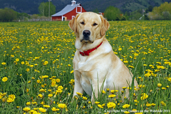 Yellow Labrador Retriever.
