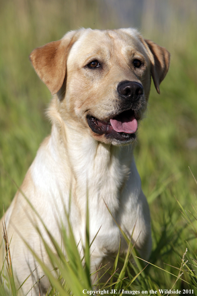 Yellow Labrador Retriever.
