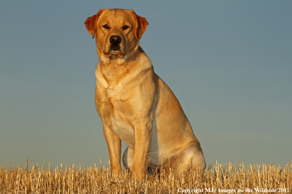 Yellow Labrador Retriever.