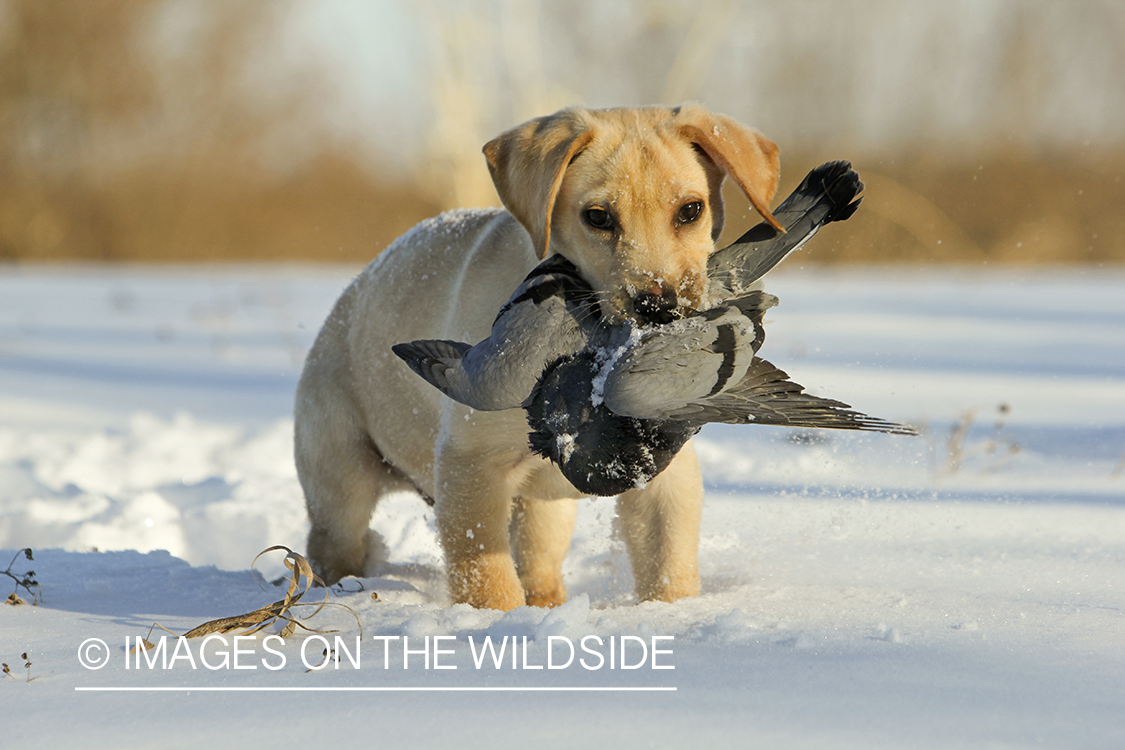 Yellow Labrador Retriever Puppy retrieving training pigeon.