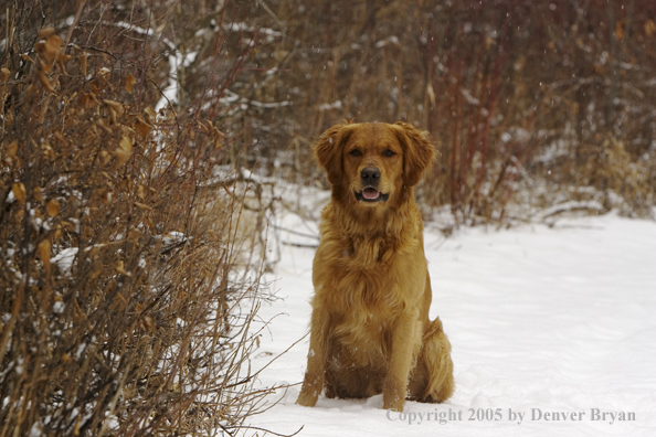 Golden Retriever in snow.