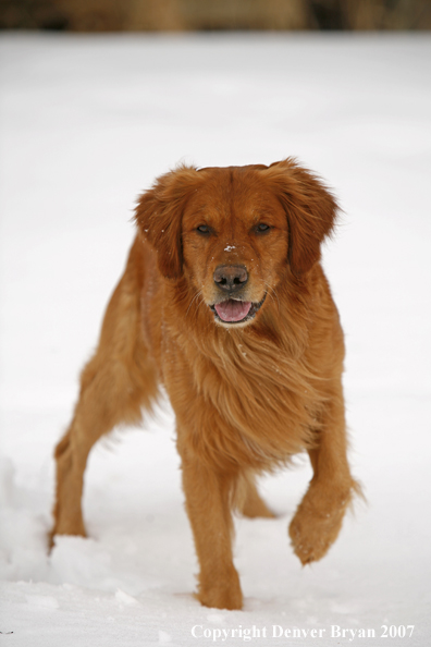 Golden Retriever in the snow.