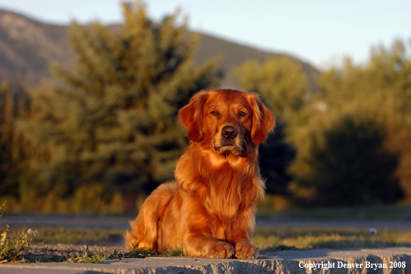 Golden Retriever 
