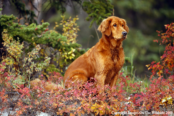Golden Retriever