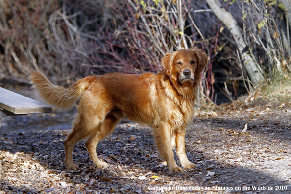 Golden Retriever