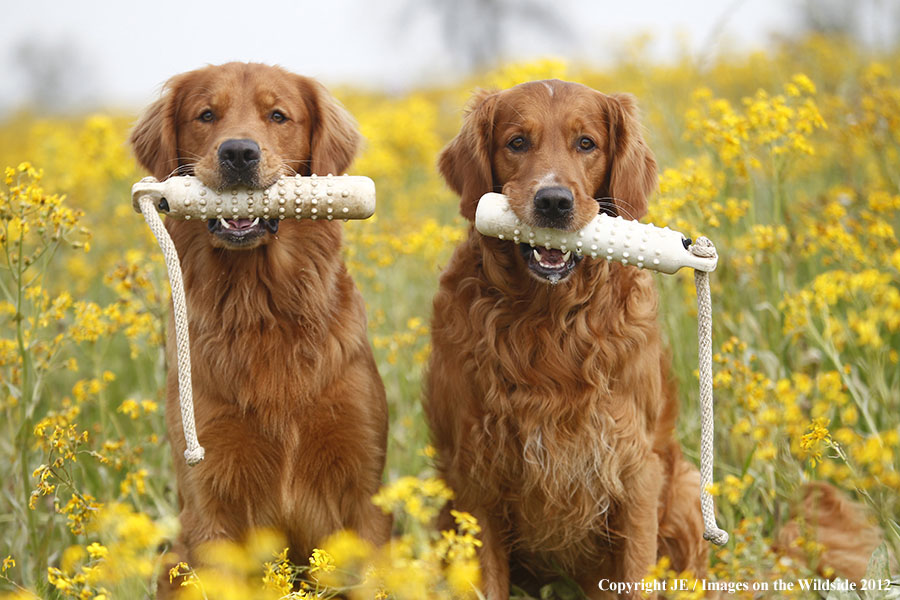 Golden Retrievers with toys.