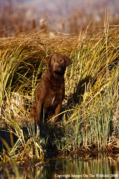 Chesapeake Bay Retriever