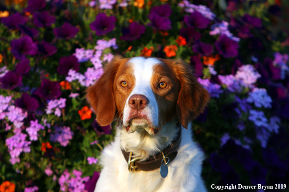 Brittany Spaniel in yard
