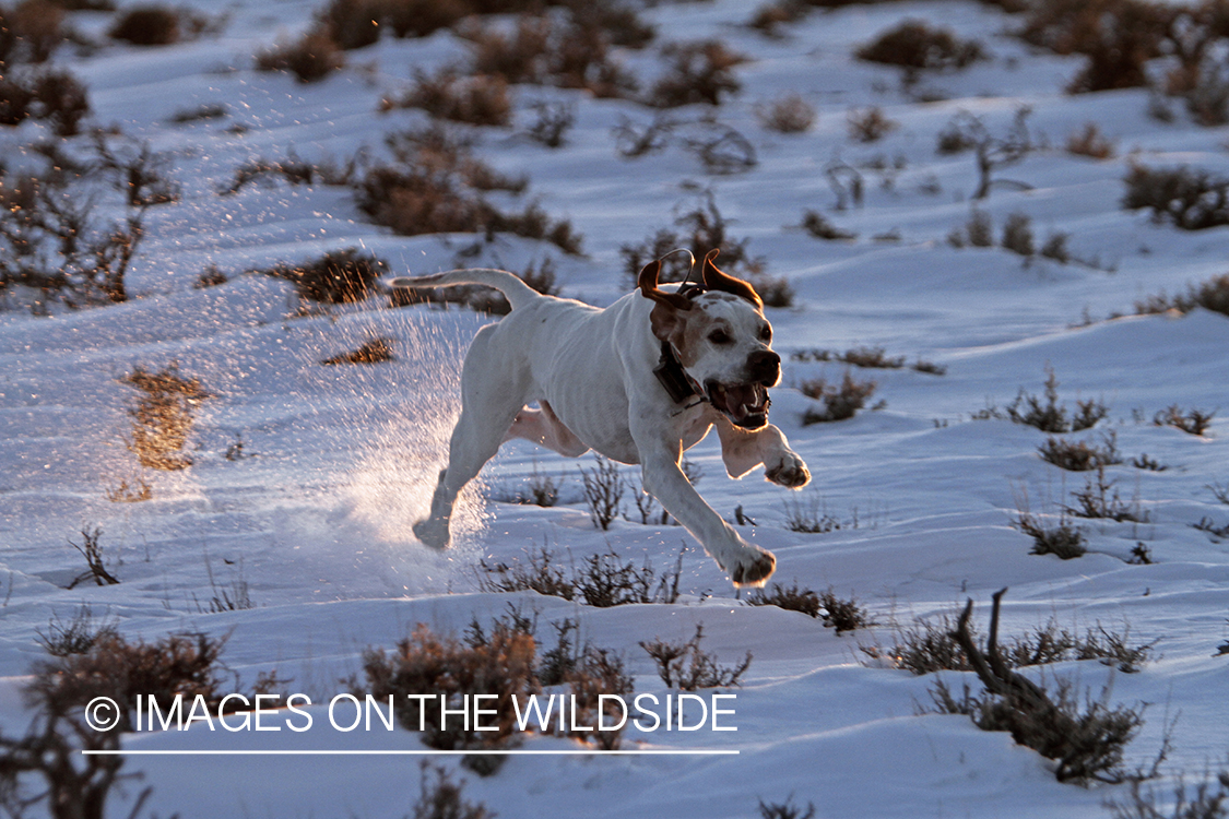 English pointer in field.