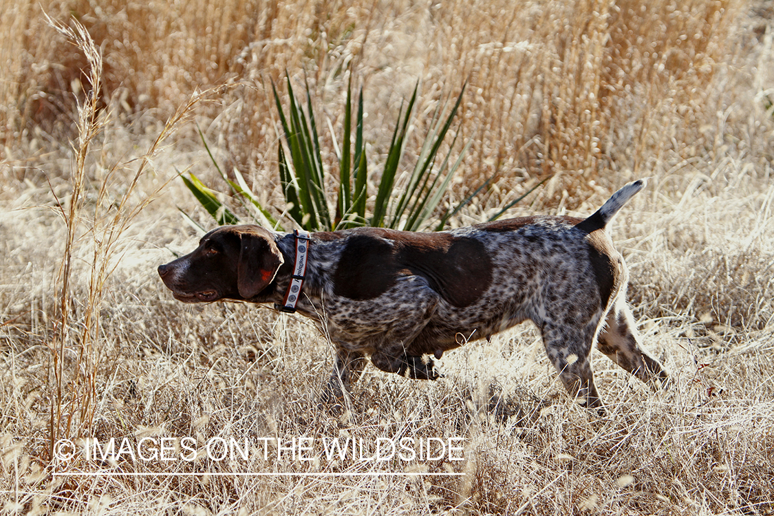 German shorthaired pointer in field.