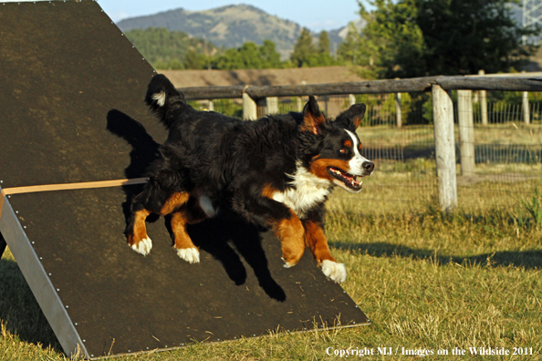 Bernese Mountain Dog running agility course. 