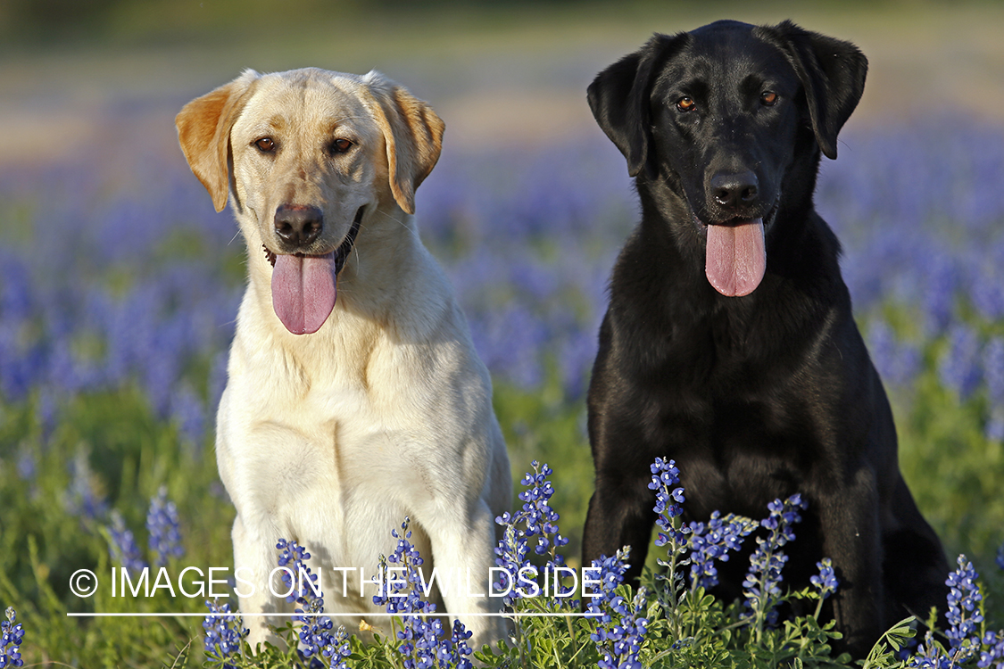 Yellow and Black Labrador Retrievers in field of wildflowers.