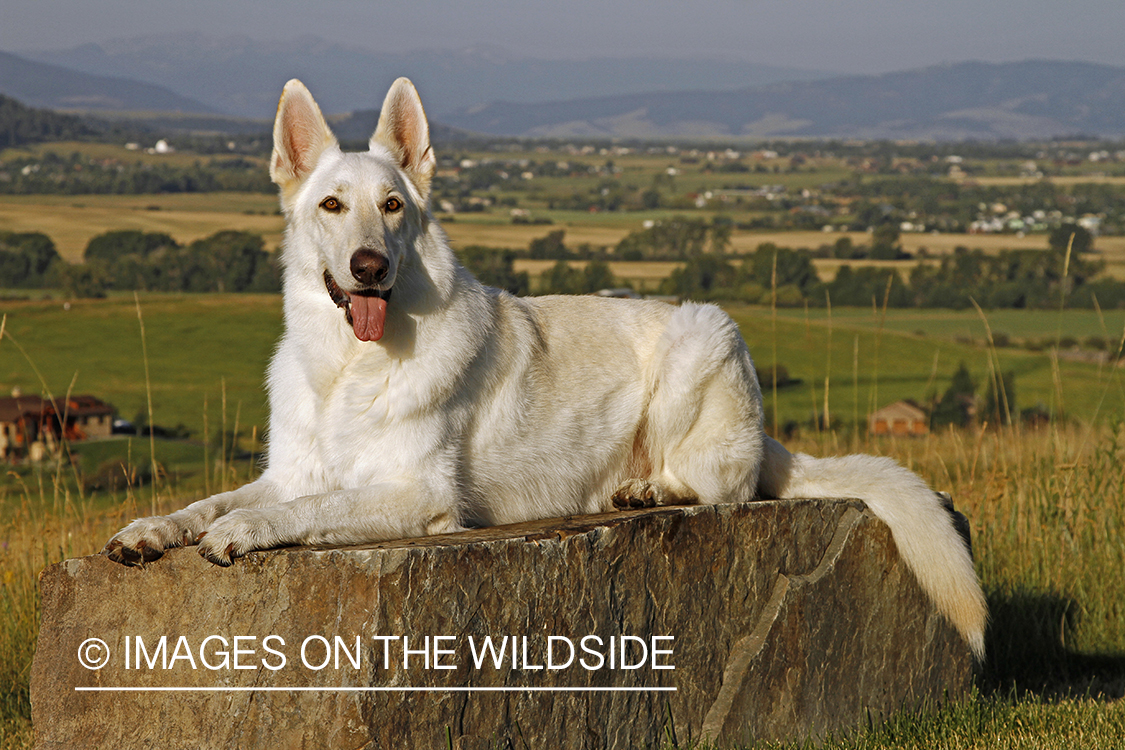 White German Shepherd