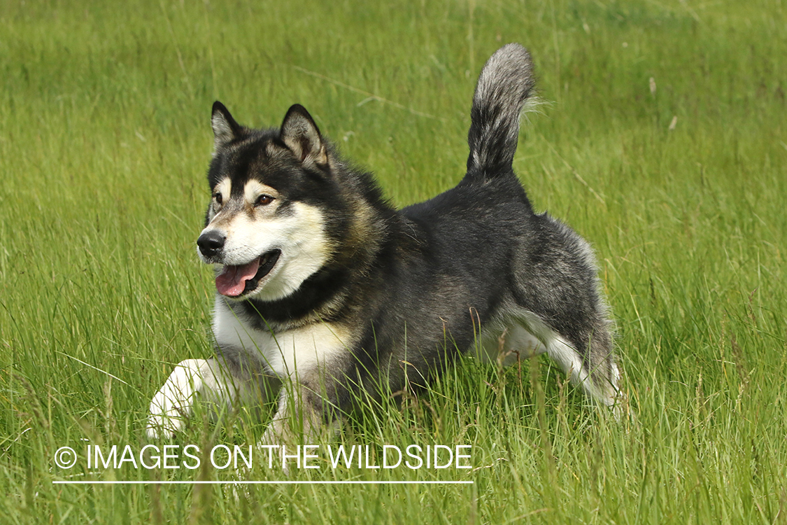 Alaskan Malamute running in field.