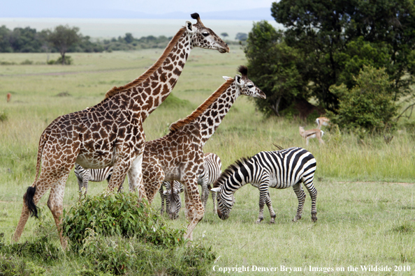 Masai Giraffe (adult with young)