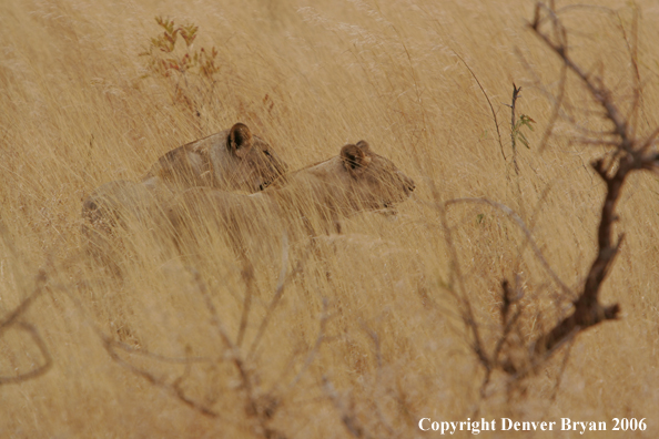 African lionesses 
