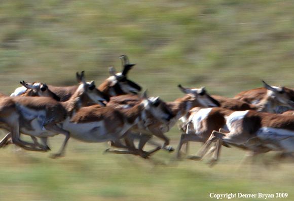 Pronghorned Antelope running in habitat