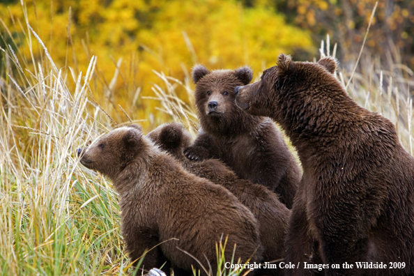 Brown bear sow with cubs in habitat