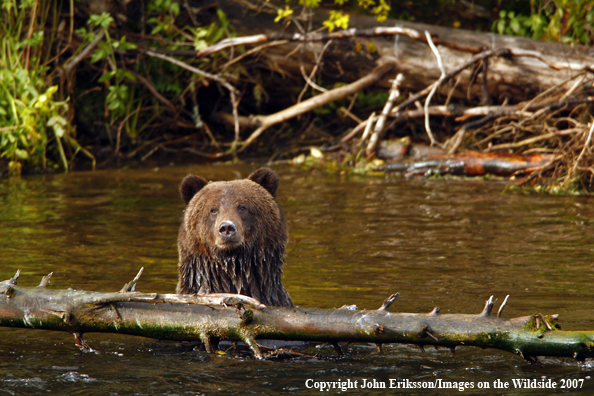Grizzly bear in habitat