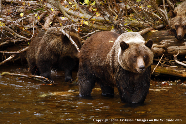 Brown/Grizzly Bear in habitat
