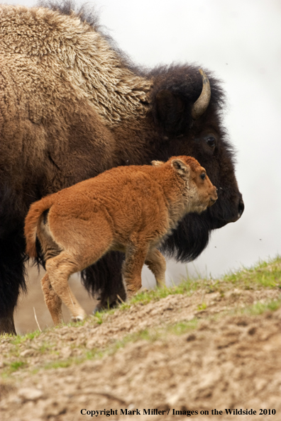 American Bison in habitat with baby calf.