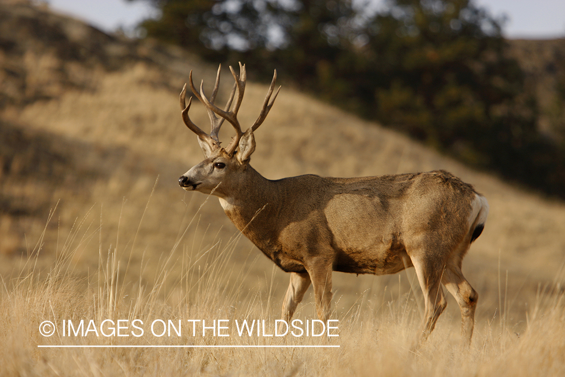 Mule deer 