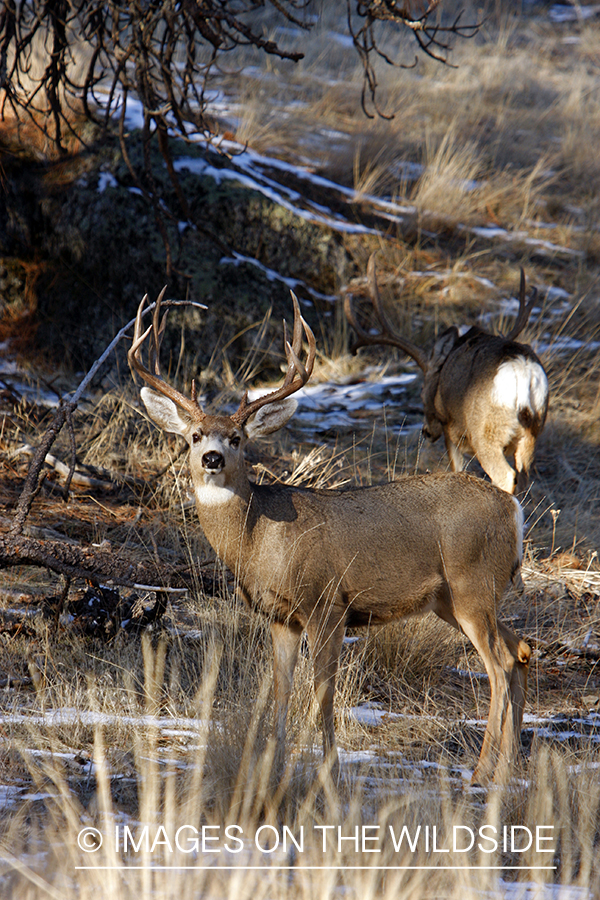 Mule deer 