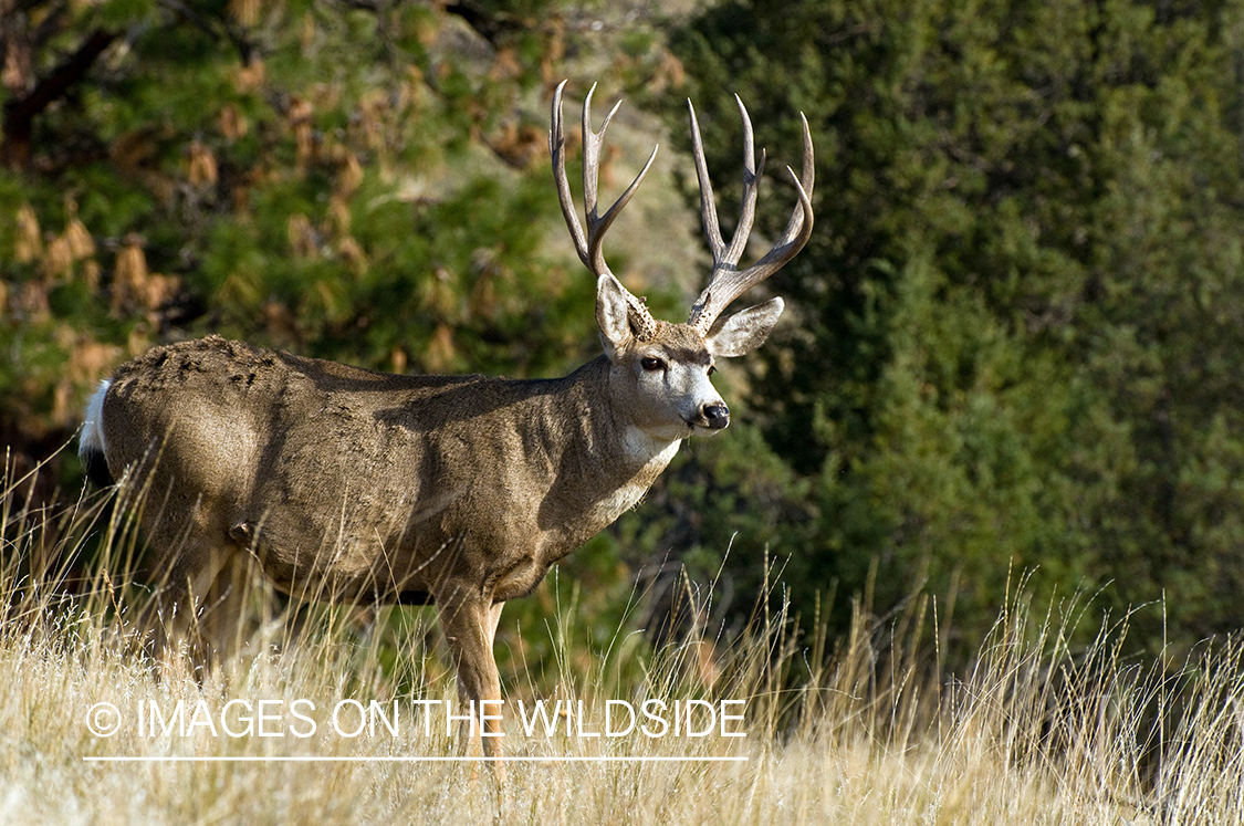 Mule Buck in Field 