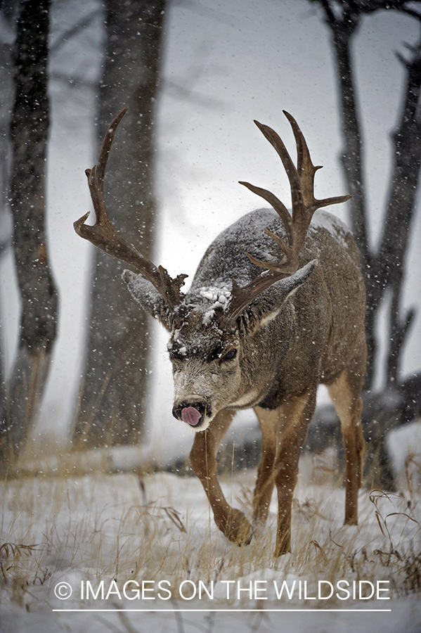 Mule deer in the Rut.