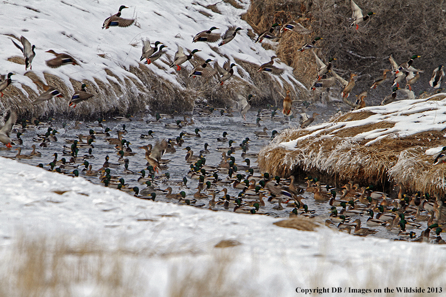 Mallards taking flight.