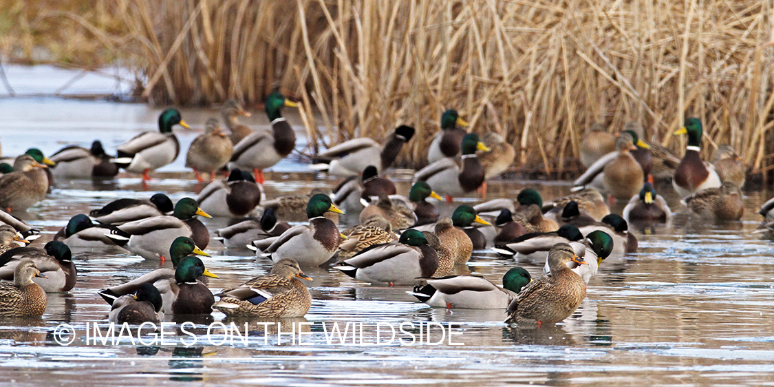Flock of Mallards in winter habitat.