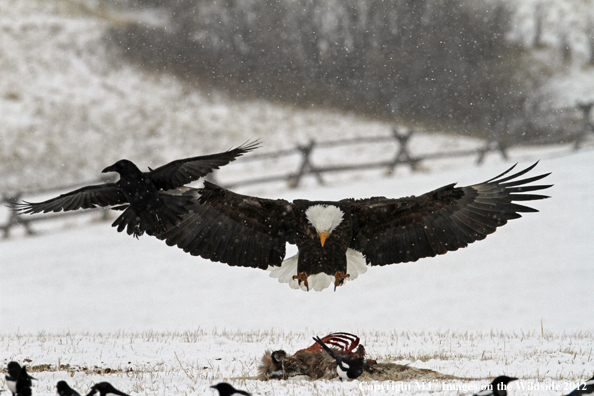Bald eagle approaching carcass with ravens and magpies. 