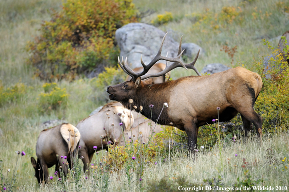 Rocky Mountain Bull Elk