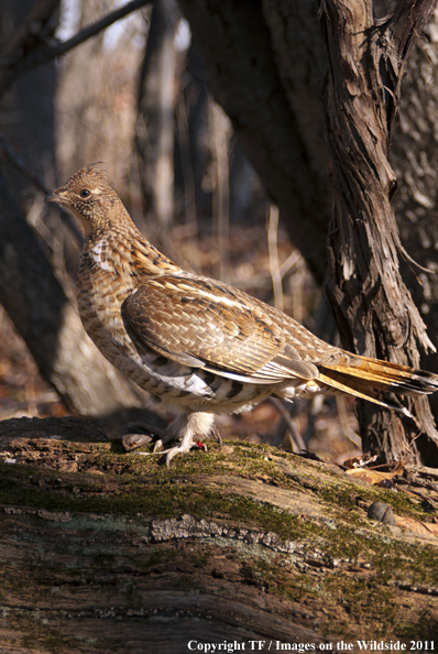 Ruffed Grouse in habitat. 