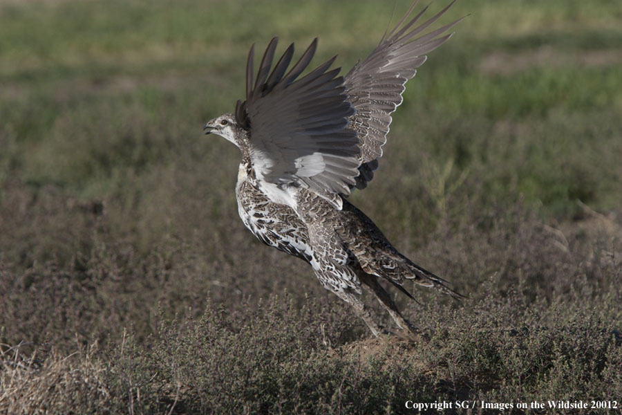 Sage Grouse taking flight.