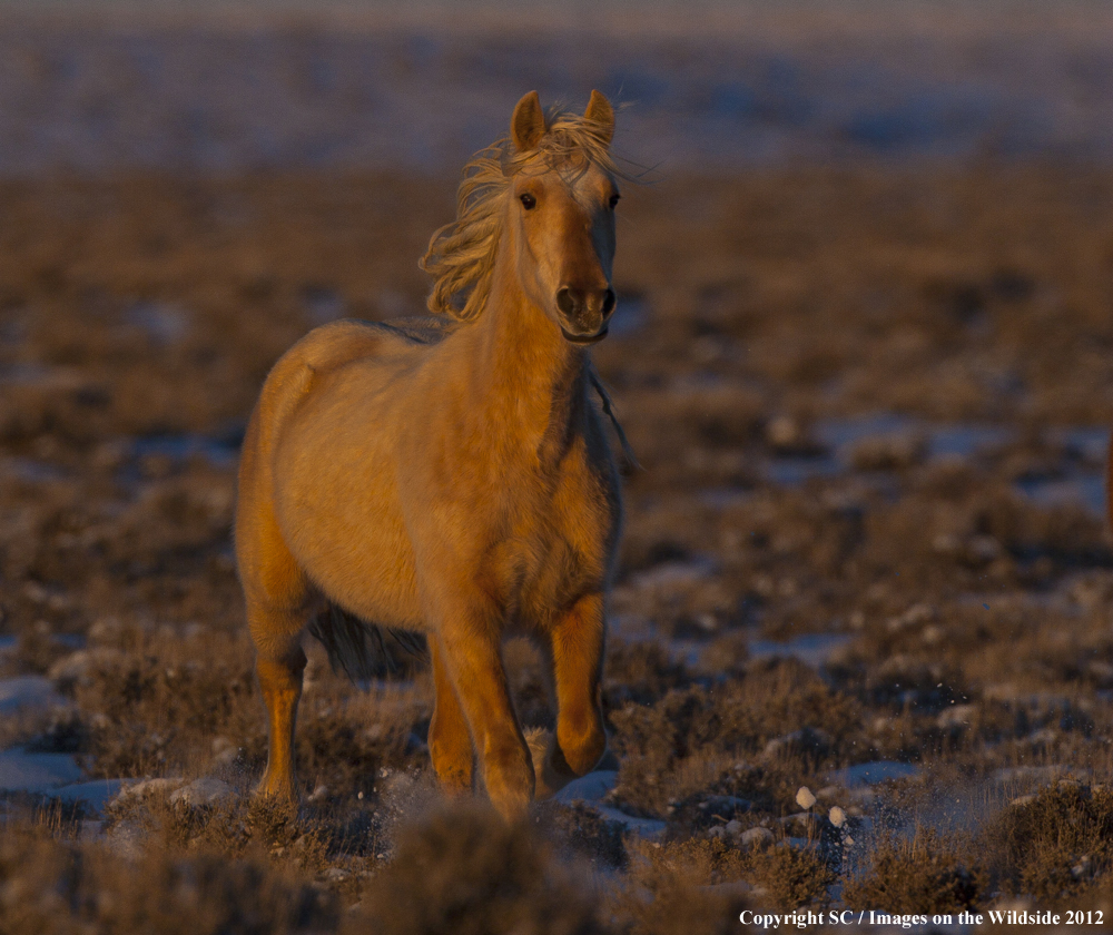 Wild Horse Standing.