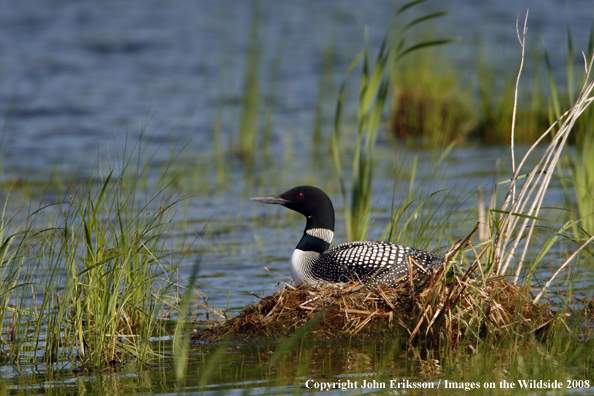 Common Loon