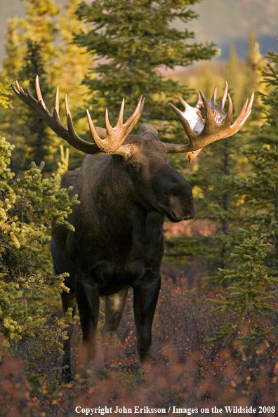 Alaskan Moose in Habitat