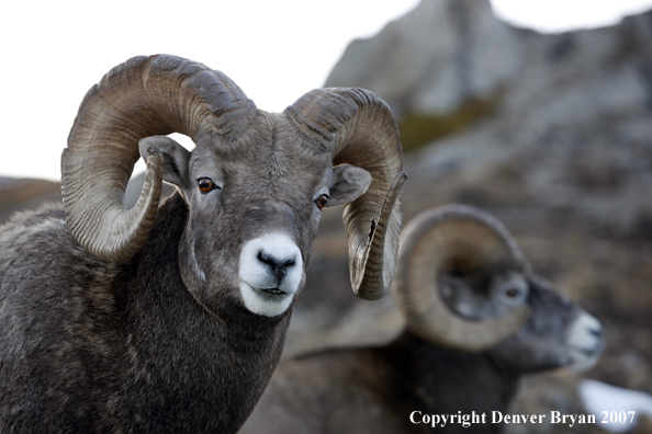 Rocky Mountain Bighorn Sheep
