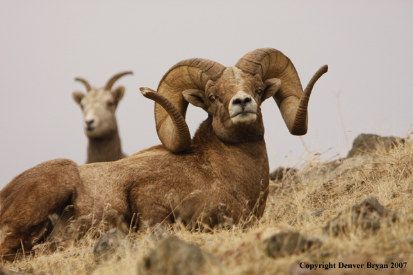 Rocky Mountain Big Horn Sheep