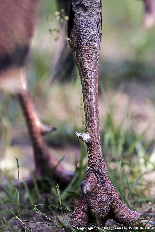 Rio Grande Turkey leg with spur.