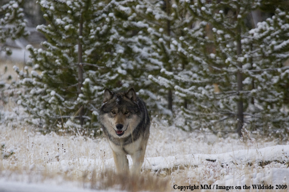 Wolf (wild) in Yellowstone National Park