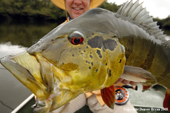 Flyfisherman kissing peacock bass