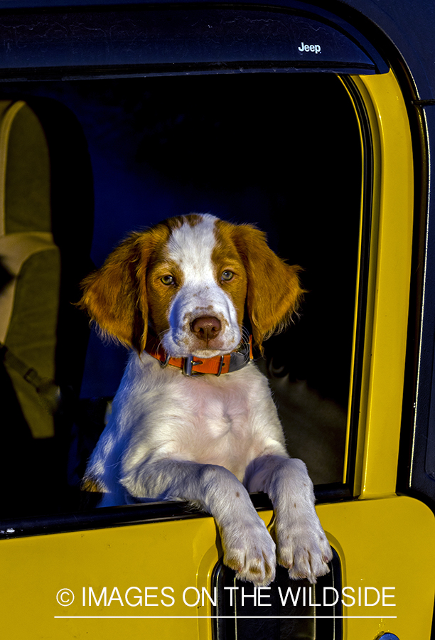 Brittany Spaniel puppy in yellow Jeep.
