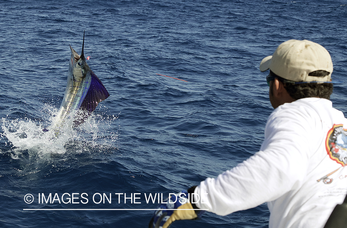 Deep sea fisherman fighting jumping pacific sailfish.
