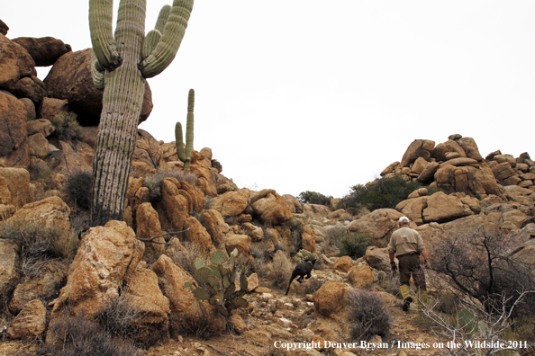 Upland game bird hunter with dog hunting desert quail in Arizona.